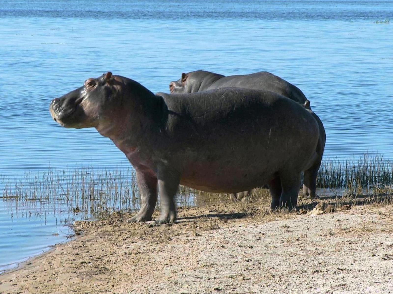 Kayova River Lodge Ndiyona Eksteriør bilde